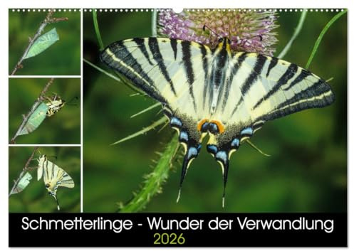 Schmetterlinge - Wunder der Verwandlung (Wandkalender 2026 DIN A2 quer), CALVENDO Monatskalender: Einheimische Schmetterlinge und die Faszination ihrer Metamorphose. (CALVENDO Tiere)