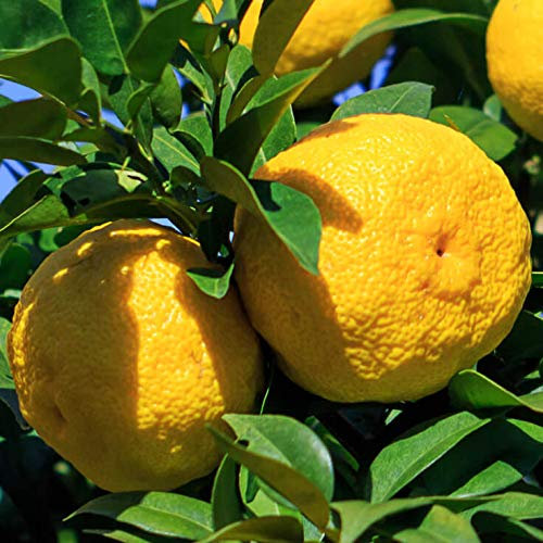 Portal Cool 10 graines/semences Yuzu citron (Citrus Junos) Mes rares Agrume- 10 Graines