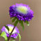 350 Pcs Callistephus Samen, Blumensamen Gastgeschenk, Stauden Winterhart Mehrjährig, Callistephus Chinensis, Seltene Pflanzen, Wohnzimmer Deko Topfpflanzen Draußen Winterhart, Frühlingsblumen