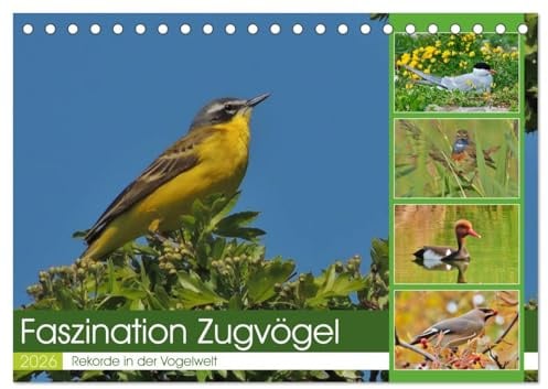 Faszination Zugvögel - Rekorde in der Vogelwelt (Tischkalender 2026 DIN A5 quer), CALVENDO Monatskalender: Erstaunliche Leistungen der Zugvögel. (CALVENDO Tiere)