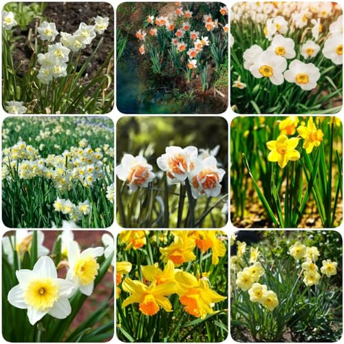 12 pcs narzissen winterhart mehrjährig zwiebeln - blumenzwiebeln frühblüher blumendeko osterglocken,narzissenzwiebeln,Narcissus wildblumen büropflanzen kräutergarten geschenk gartenblumen