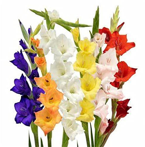 Bulbes de glaïeul ~ plantes aromatiques fraîches et vivaces avec des fleurs et des couleurs h, fleurs de printemps qui peuvent être plantées dans l'eau-20 Bulbi