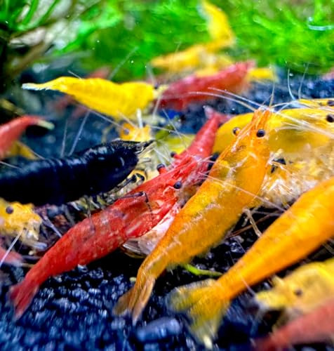 Aqua Breeding Skill Neocaridina - Gamberetti vivi per acquario, 20 pezzi, diversi colori, gamberi vivi per acquario, misura 1-1,5 cm aquarium shrimps