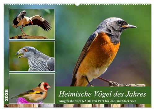 Heimische Vögel des Jahres (Wandkalender 2026 DIN A2 quer), CALVENDO Monatskalender: Steckbriefe ab 1971 vom NABU gewählter Vögel (CALVENDO Tiere)
