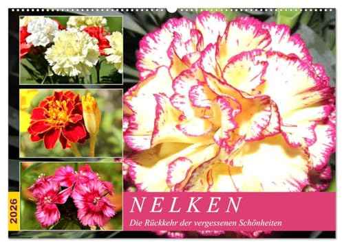 Nelken. Die Rückkehr der vergessenen Schönheiten (Wandkalender 2026 DIN A2 quer), CALVENDO Monatskalender: Nelken duften herrlich und sie blühen üppig und farbenfroh. (CALVENDO Natur)