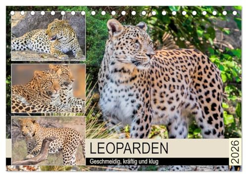 Leoparden. Geschmeidig, kräftig und klug (Tischkalender 2026 DIN A5 quer), CALVENDO Monatskalender: Der Panthera pardus zählt zu den schönsten Raubkatze der Welt (CALVENDO Tiere)