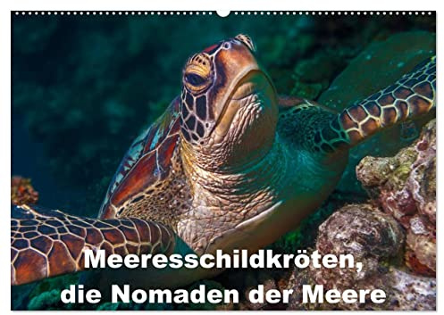 Meeresschildkröten, die Nomaden der Meere (Wandkalender 2026 DIN A2 quer), CALVENDO Monatskalender: Fotos von Meeresschildkröten, aufgenommen an Riffen in Südostasien (CALVENDO Tiere)