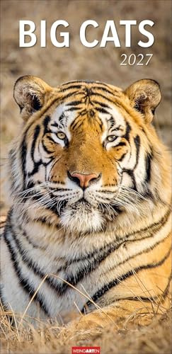 Big Cats Kalender 2027: Große Raubkatzen porträtiert in einem XL Wandkalender. Länglicher Kalender mit ausdrucksstarken Fotos von Löwe, Tiger und Co. 33 x 68 cm Hochformat