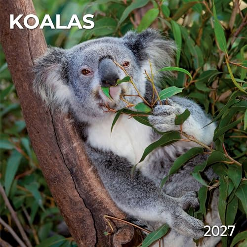 Koalas 2027: Kalender 2027 (Artwork Edition)