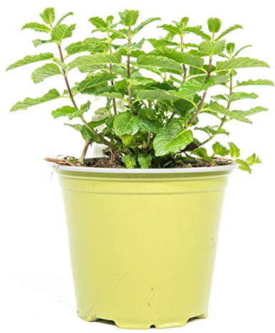 mgc24 Mojitominze, echte Kräuterpflanzen im 14-cm-Topf, 3 Stück