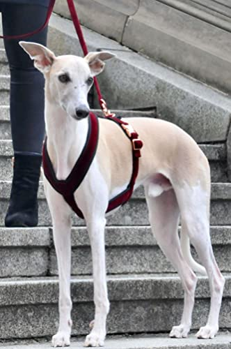 EDEL&SCHNELL Whippet Galgo Greyhound Windhund Hundegeschirr dunkelrot Größe S Geschirr für kleine Hunde aus Samt