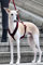 EDEL&SCHNELL Whippet Galgo Greyhound Windhund Hundegeschirr dunkelrot Größe S Geschirr für kleine Hunde aus Samt