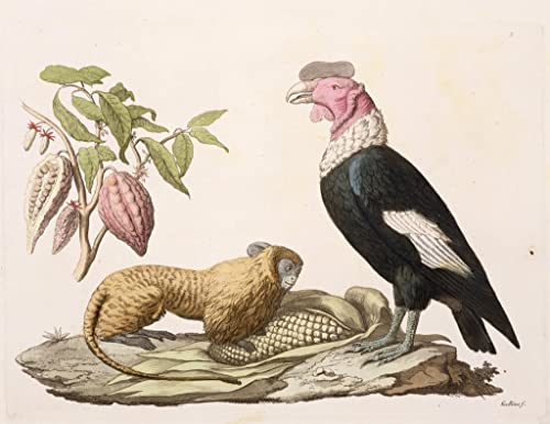 IPLUPJDY Leinwand Poster Wandbilder Kunst Gemälde WandgemäLde Kondor, heimisch in Chile oder Ecuador, von Baron Friedrich Alexander von Humboldt für Wanddekoration60x90cm
