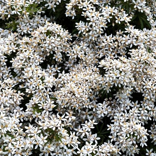 Oranger du Mexique - Choisya Ternata White Dazzler 30cm - Plante - Floraison Mai - Couleur de la Fleur - Hauteur 1,5 m