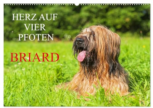 Herz auf vier Pfoten - Briard (Wandkalender 2026 DIN A2 quer), CALVENDO Monatskalender: Auf 13 traumhaft schönen Fotos zeigt die Tierfotografin Sigrid Starick diese schöne Hunderasse (CALVENDO Tiere)