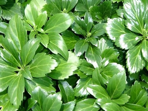1 x Pachysandra terminalis 'Green Sheen' (Winterhart/Staude/Bodendecker/Mehrjährig/Stauden/Immergrün) Dickmännchen - Glänzende Eleganz für schattige Beete - Laubschlucker - von Stauden Gänge