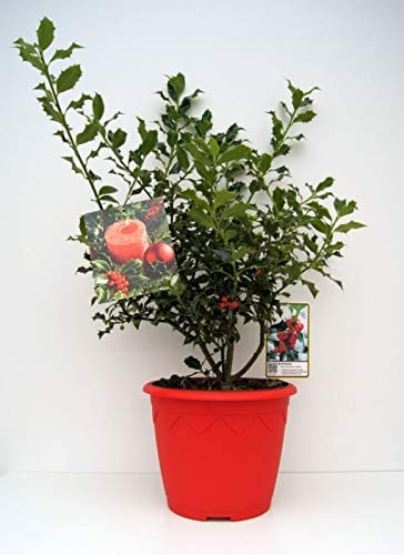 Ilex aquifolium Alaska - immergrüne Stechpalme - im Dekotopf mit Weihnachtsbildetikett - 30-40cm Verpackungseinheit 1