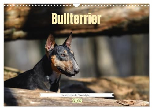 Bullterrier, liebenswerte Sturköpfe (Wandkalender 2026 DIN A3 quer), CALVENDO Monatskalender: Beeindruckende Fotos, die die liebevolle, aber auch ... Bullterrier widerspiegeln. (CALVENDO Tiere)