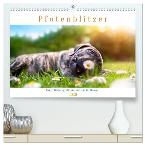 bunte Tierfotografie an Land und im Wasser (hochwertiger Premium Wandkalender 2026 DIN A2 quer), Kunstdruck in Hochglanz: Ein buntes Hundejahr mit verschiedenen Rassen und Mixen (CALVENDO Tiere)