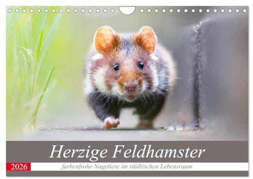Herzige Feldhamster - farbenfrohe Nagetiere im städtischen Lebensraum (Wandkalender 2026 DIN A4 quer), CALVENDO Monatskalender: Wilde Feldhamster im Portrait. (CALVENDO Tiere)