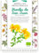 Semillas Medicinales - Hierba de San Juan - Semillas listas para plantar.