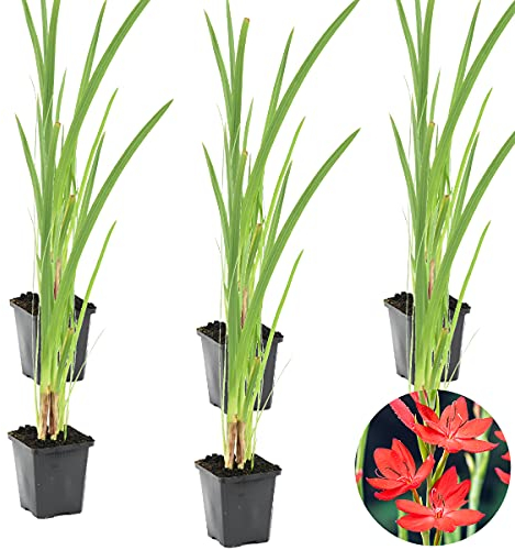 Bloomique - 6er Set - Schizostylis Coccinea - Spaltgriffel - Rosa - Teichpflanzen Winterhart - Wasserpflanzen - Zone 1-2 - Höhe 30-40 cm - Topf 9 cm