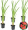 Bloomique - 6er Set - Schizostylis Coccinea - Spaltgriffel - Rosa - Teichpflanzen Winterhart - Wasserpflanzen - Zone 1-2 - Höhe 30-40 cm - Topf 9 cm