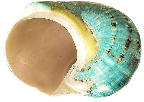 COYOUCO Coquilles pour Bernard l'Hermite - Taille d'ouverture de 0,6 à 2 Pouces - Fournitures pour Bernard l'Hermite - Coquilles Naturelles pour Bernard l'Hermite,E