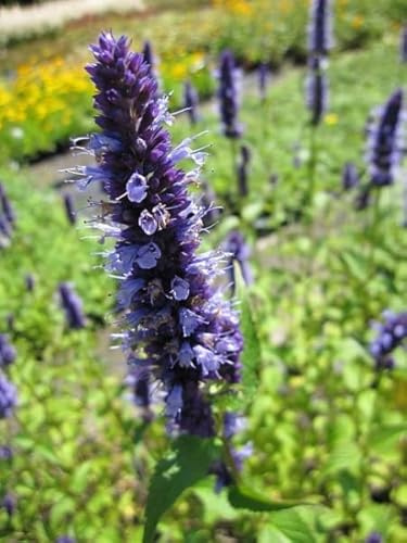 Duftnessel Black Adder - Agastache rugosa Black Adder Verpackungseinheit 3
