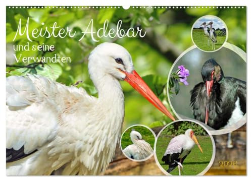 Meister Adebar und seine Verwandten (Wandkalender 2026 DIN A2 quer), CALVENDO Monatskalender: Unterschiedliche Störche im Portrait (CALVENDO Tiere)
