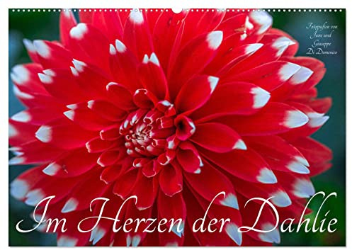 Im Herzen der Dahlie (Wandkalender 2026 DIN A2 quer), CALVENDO Monatskalender: Die Dahlie - bezaubernd, verfüherisch und betörend (CALVENDO Natur)