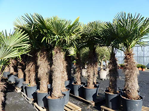 gruenwaren jakubik XXXXL 230-270 cm Trachycarpus fortunei 150 cm Stamm Hanfpalme, winterharte Palme bis -18°C
