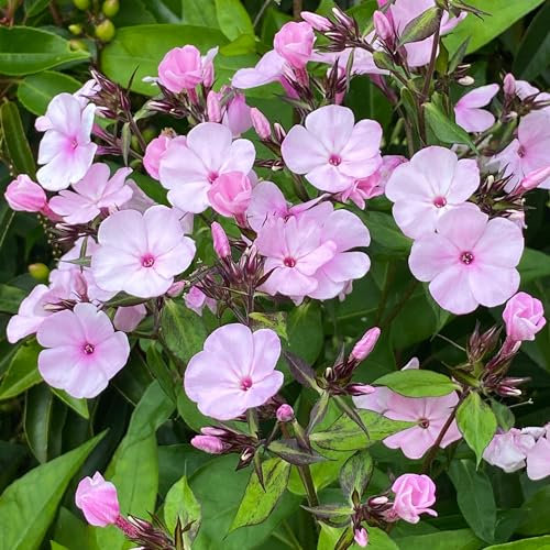 Phlox Famous Light Pink - Fragrant Hardy Perennial for Gardens - Summer Flowering Plant with Pale Pink Blooms in Pot (9cm Pot, 10-20cm)