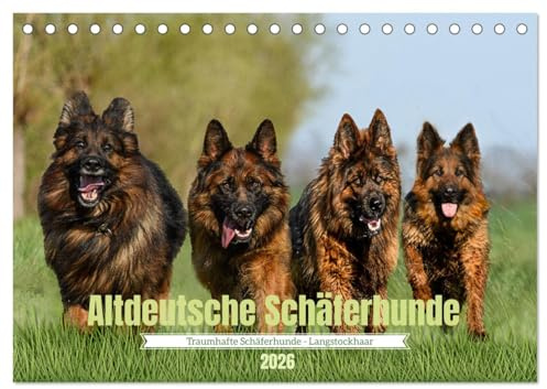 Altdeutsche Schäferhunde - Traumhafte Schäferhunde Langstockhaar (Tischkalender 2026 DIN A5 quer), CALVENDO Monatskalender: Traumhafte langhaarige ... Kraft und Ausstrahlung. (CALVENDO Tiere)