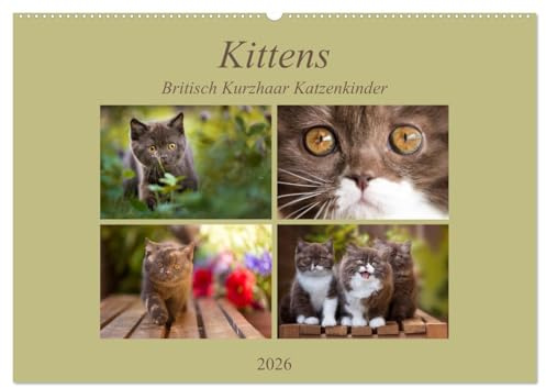 Kittens - Britisch Kurzhaar Katzenkinder (Wandkalender 2026 DIN A2 quer), CALVENDO Monatskalender: Mit kleinen Stubentigern durch das Jahr (CALVENDO Tiere)