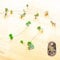 Blue Magic Design 1 Ceropegia woodii Trailing Succulent plant String of Hearts Unrooted 20cm Cuttings