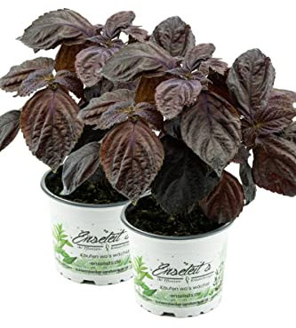 2er Set Japanisches Basilikum Shiso, Perilla (Perilla frutescens), Basilikum Kräuter Pflanze