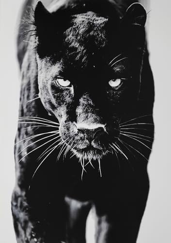 KUSTOM ART Dekoratives Wandposter Serie Tiere Schwarzer Panther Kunstdruck auf beschichtetem Papier 42 x 30 cm ohne Rahmen