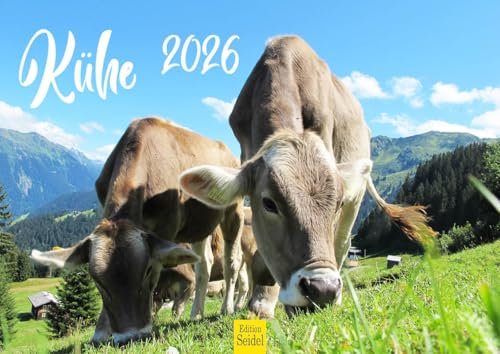 Edition Seidel Premium Kalender Kühe 2026 Format DIN A4 Wandkalender Kuhkalender Kuh Rind Kalb heimische Tiere Bauernhof