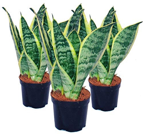 exotenherz - Lot de 3 Sansevieria trifasciata - chanvre jaune-vert - pot 9cm