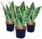 exotenherz - Lot de 3 Sansevieria trifasciata - chanvre jaune-vert - pot 9cm