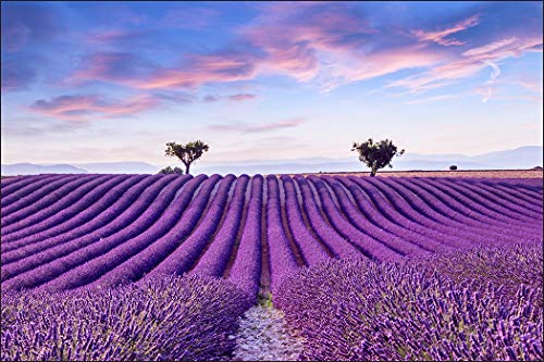 Muralo Fototapete Landschaft 150 x 225 cm Vlies Tapete Wandtapeten Lavendel Feld Himmel Wohnzimmer Schlafzimmer Moderne Wandbilder XXL Natur Panorama Wand Dekoration