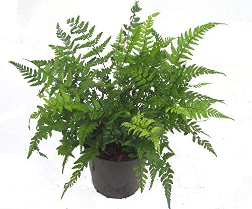 Schmaler Schildfarn- Polystichum tsus-simense winterharter, wintergrüner, Farn 12 cm Topf als Kübelpflanze Balkonpflanze, Schattenpflanze Beetpflanze