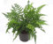 Schmaler Schildfarn- Polystichum tsus-simense winterharter, wintergrüner, Farn 12 cm Topf als Kübelpflanze Balkonpflanze, Schattenpflanze Beetpflanze