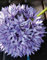 artplants.de Textilblume Allium Lisbeth, lila, 70cm - Zierlauch Künstlich/Allium Deko