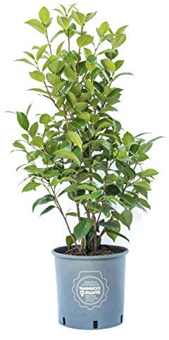Vannucci Piante, Camelia, Pianta vera da terrazzo, Cespuglio (bianco)