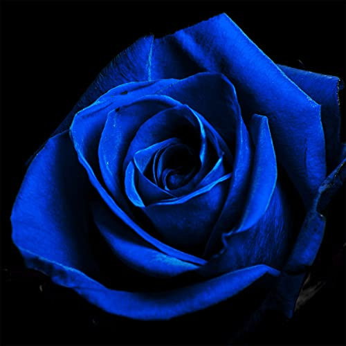 Blauer Rosen Polsterstoff für Stühle,Stoff mit romantischem Blumenmuster,Meterware,dekorativer Stoff mit Gartenmotiven zum Valentinstag für Polster und Heimwerkerprojekte,276x160cm,Blau Schwarz