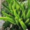 300 Pcs Zierspargel Samen, Fuchsschwanz Farn, Dachbegrünung Samen, Nachhaltige Geschenke (Asparagus Densiflorus) Kletterpflanzen Winterhart Schnellwachsend Luftreinigende Zimmerpflanzen,
