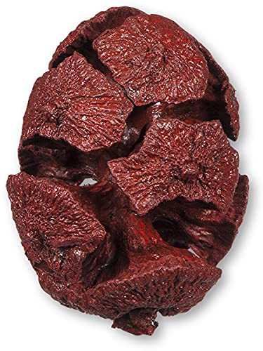 naninoa ZYPRESSEN-ZAPFEN ca 25-35mm. (Baumzapfen, Tannenzapfen, Zapfen) 600 ml. ROT