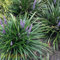 Liriope muscari 'Moneymaker' von Intragarten Traubenlilie Bodendecker im Topf